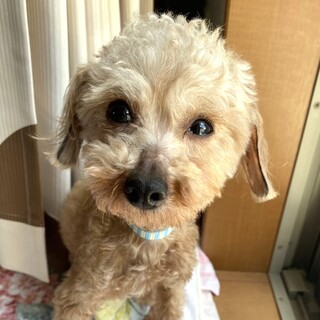 くりくりお目々の懐っこいトイプの女の子