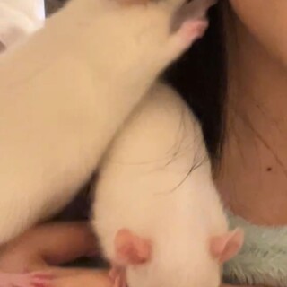 ファンシーラット　兄弟２匹