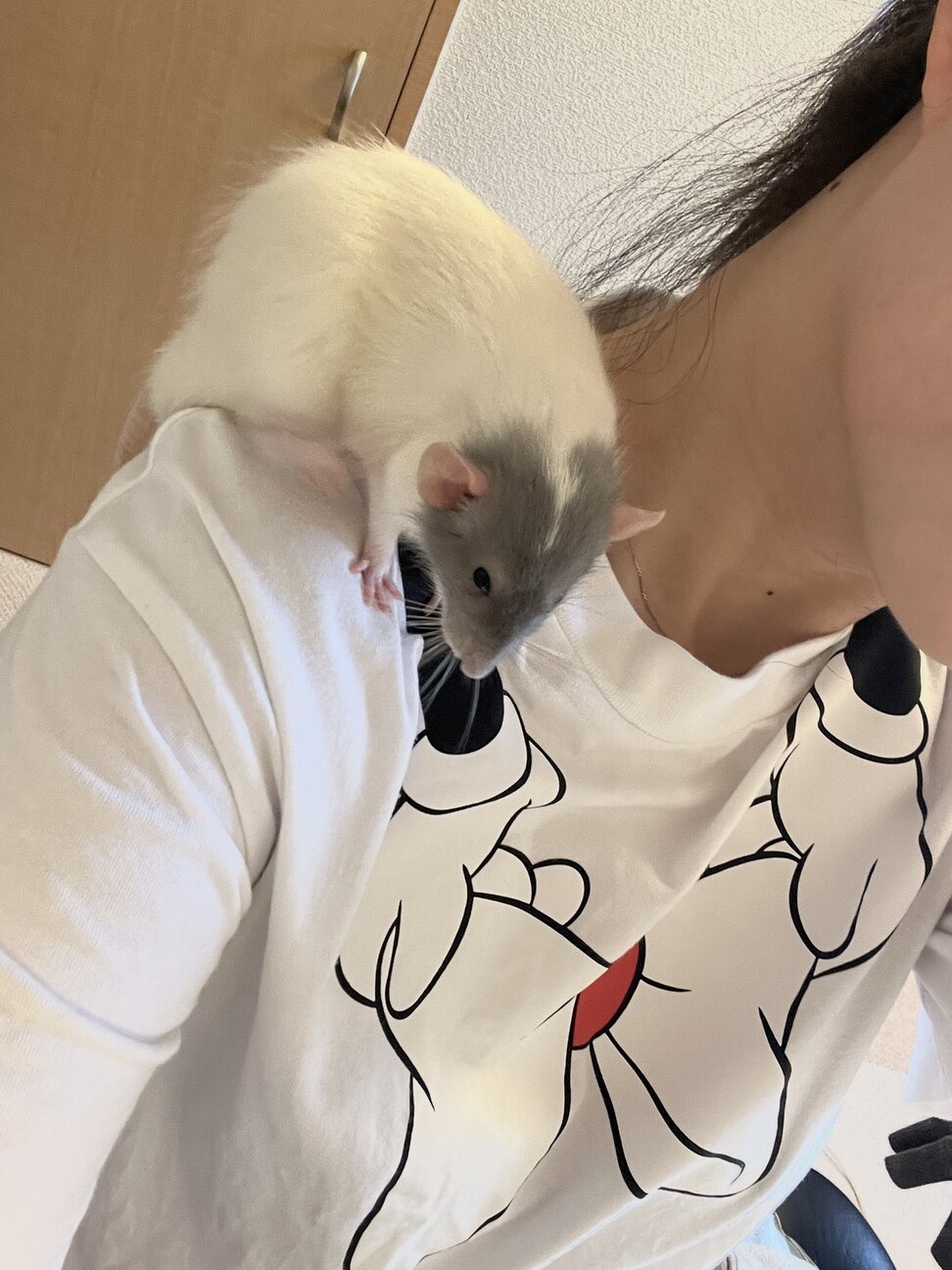 ファンシーラット　兄弟２匹 サムネイル2