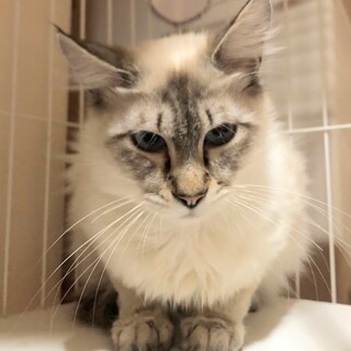とても柔らかい長毛のホクくん