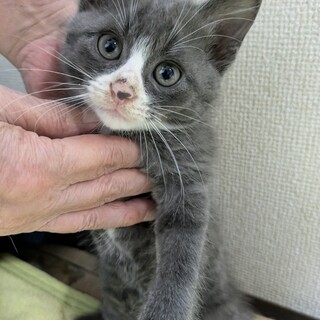 里親募集中です(^^ゞ気軽にコメント下さい。