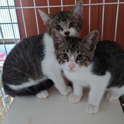 待ちねこ譲渡会　子猫が大集合！