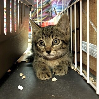 クリクリお目目が可愛すぎる♡くまんごろ♡