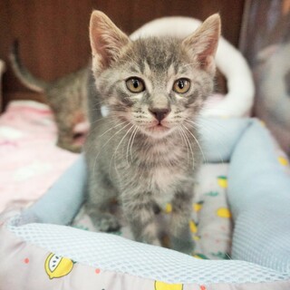 ヤンチャボーイ！【生後２か月の子猫「ヤン」くん】