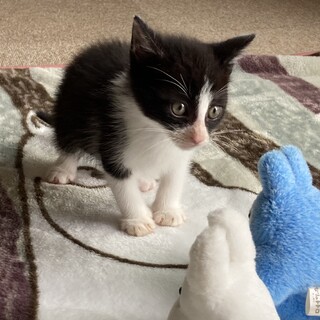 仔猫（甘えん坊の男の子