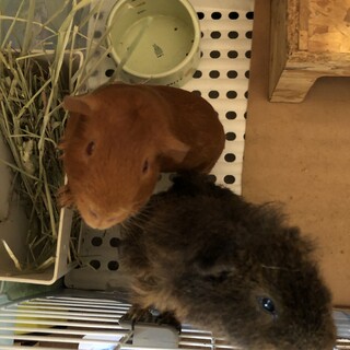 モルモット2匹の里親を募集しています