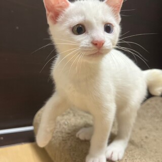 8/4津田沼ෆ⃛人が大好きෆ⃛ましゅまろくん