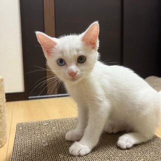 9/8幕張ෆ⃛甘えん坊ですෆ⃛こむぎちゃん