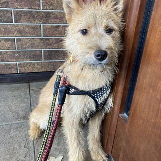 保健所からレスキュー！　テリアぽいダリアちゃん！