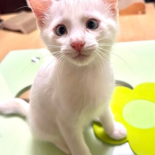 9/8幕張ෆ⃛おもちゃ大好きෆ⃛わたあめくん