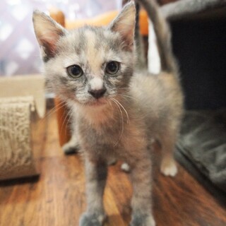 しっかり者女子！【生後2か月の子猫「つぶ」ちゃん】