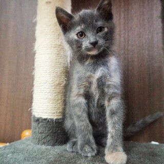 マイペース女子！【生後2か月の子猫「ぽよ」ちゃん】