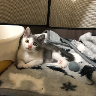 ありがとうございました★グレー白のサクラちゃん