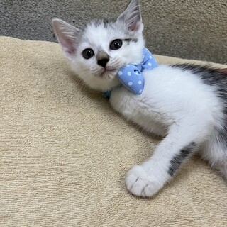 甘えん坊ダダくん