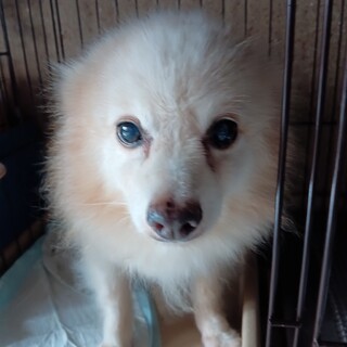 桜　里親募集！６日７日土日のうちに来れる方！