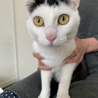 可愛い美黒白猫じゅんしちゃん♀1歳