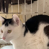 可愛い美黒白猫じゅんしちゃん♀1歳 サムネイル2