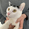 可愛い美黒白猫じゅんしちゃん♀1歳 サムネイル3