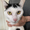 可愛い美黒白猫じゅんしちゃん♀1歳 サムネイル4