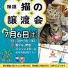 可愛い美黒白猫じゅんしちゃん♀1歳 サムネイル5