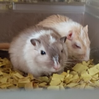 急募！ジャービル２匹まとめて