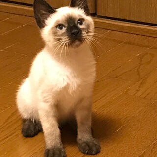 人懐っこいアズキちゃん