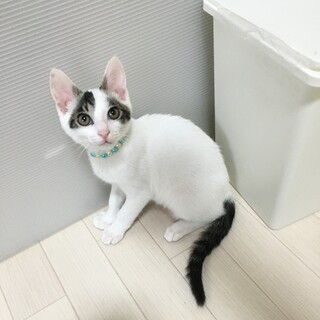 世話焼きでお調子者♂ナッパ【「な」5兄妹】