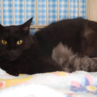 長毛系、しっぽフワフワの1才男の子