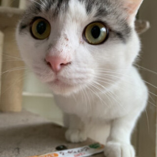 人なれ◎グレー白ドライブくん♂約1歳