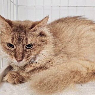 ソマリ珍しいオッドアイ！穏やか可愛い子