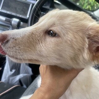 保護犬を迎えませんか？♀