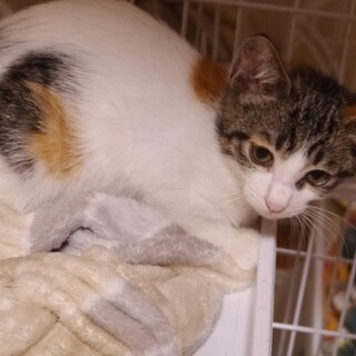 白色の多い三毛猫、3ヶ月