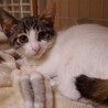 白色の多い三毛猫、3ヶ月 サムネイル2