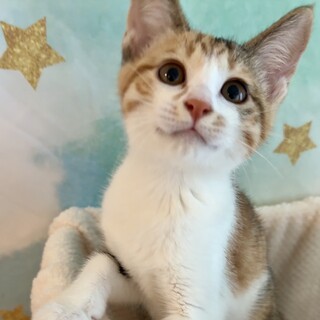 【7/15芝浦】人馴ればっちり★可憐なほたてちゃん