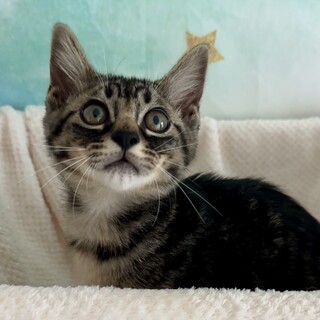 【10/26芝浦】うるうる見つめられる♥レオくん