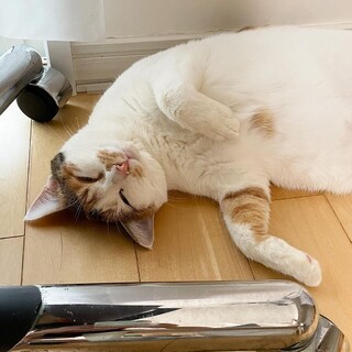 【11/17芝浦】にっこり顔で眠る★まるもちボディ