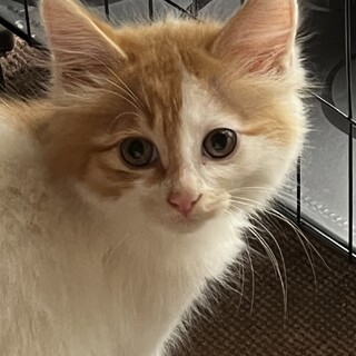 生後約１か月の子猫の里親さんを探しています