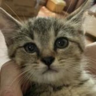 猫モデルになれそうなお顔のきじくん2カ月べたなれ