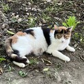 面倒見の良い三毛猫♀の里親さんを切実に探しています