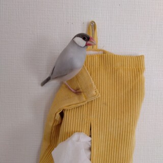 生後半年　シルバー文鳥の男の子 