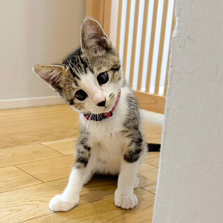 募集停止甘えん坊キジ白男子⭐️つらら