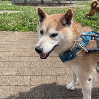 お散歩大好き☆徳さん