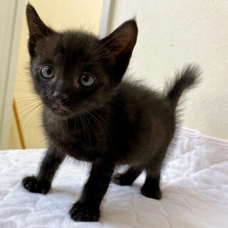 ちょいモフ毛玉ちゃん甘えん坊王子約1ヶ月