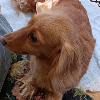 至急里親募集します！