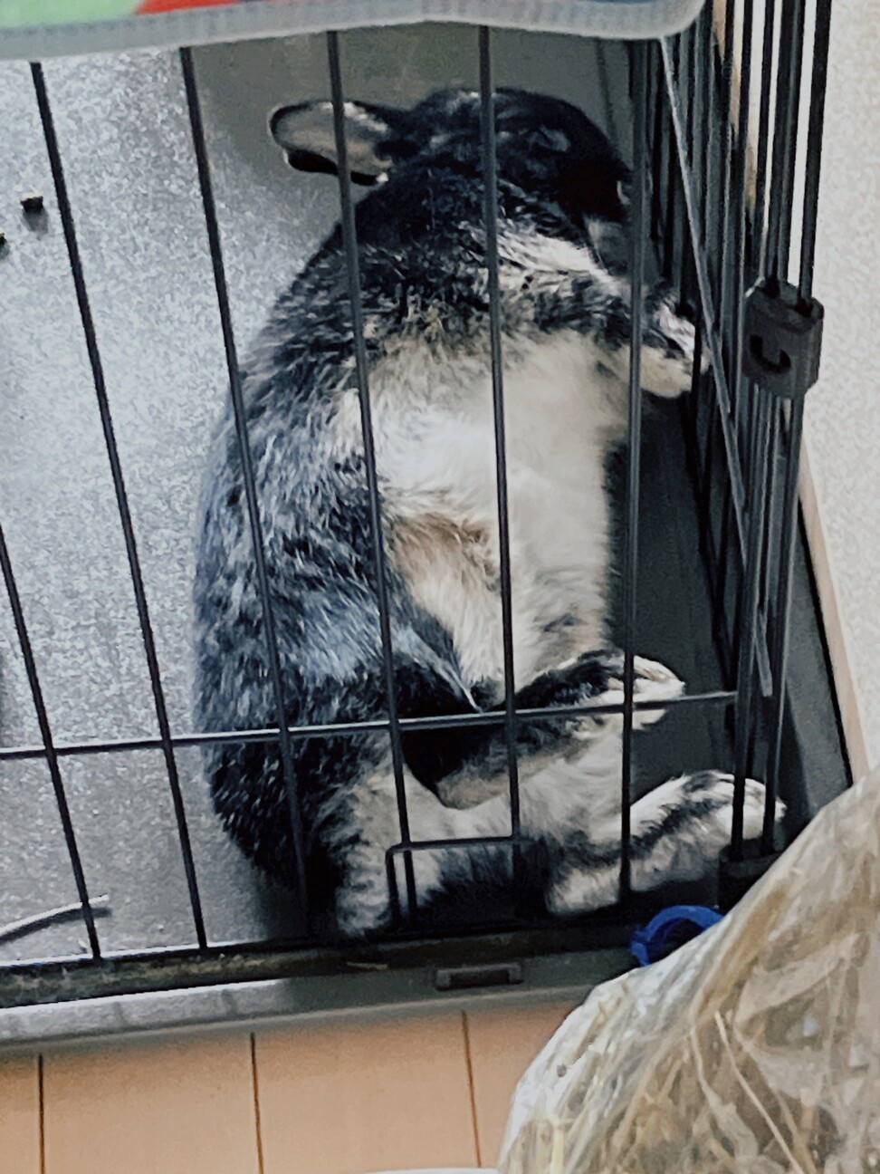 ネザーランド 男の子 交渉中 サムネイル3