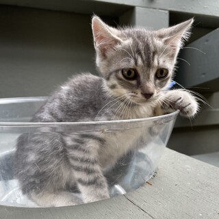 【サバトラ4兄弟】ブルー