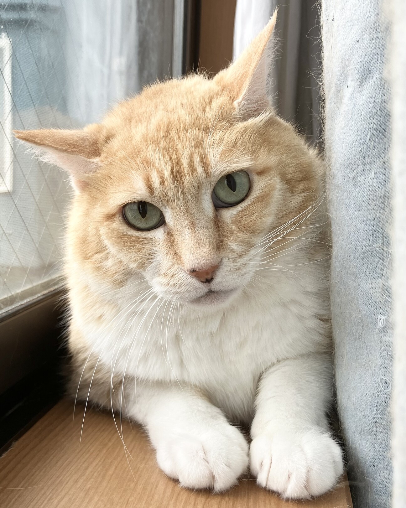 穏やかシニア猫ちひろ君」神奈川県 - 猫の里親募集(493241) :: ペット