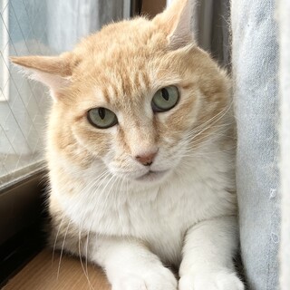 穏やかシニア猫ちひろ君