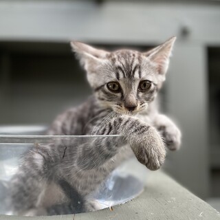 【サバトラ4兄弟】グリーン