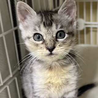 【一般レスキュー】クールビューティーなしらすちゃん